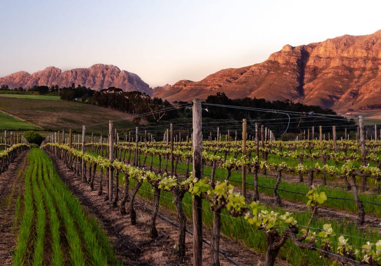 Stellenbosch vinregion i Sydafrika