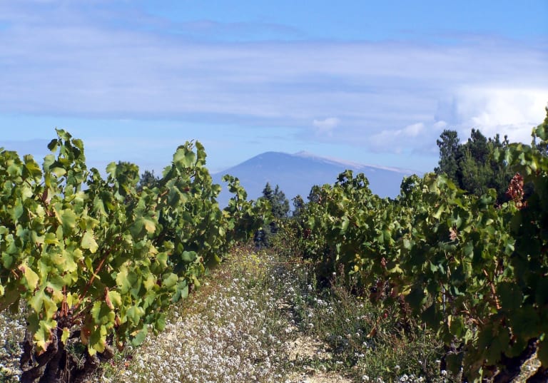 Domaine de Cristia vingård