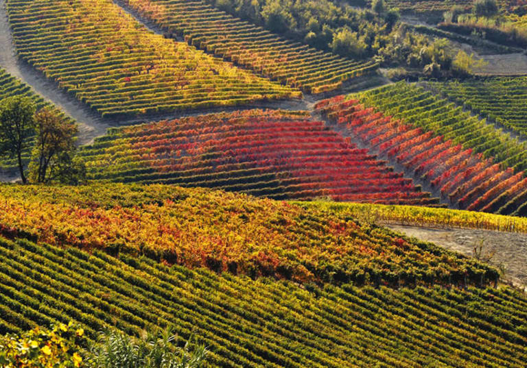 Tenuta Il Falchetto