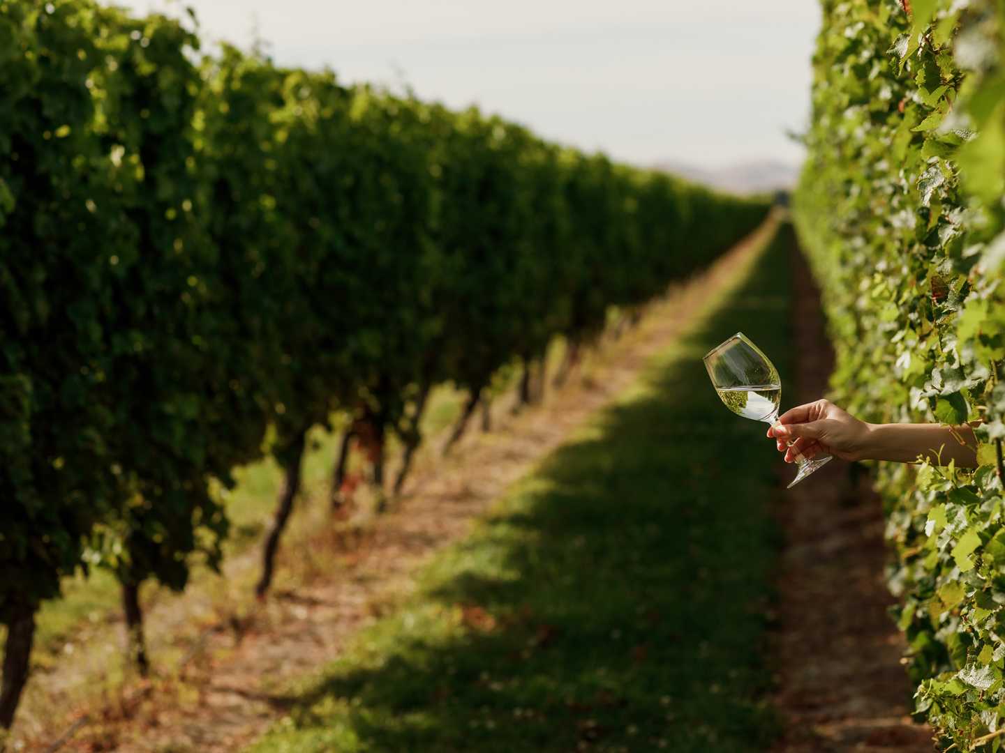 Rapaura_Vineyards_Classic_vines