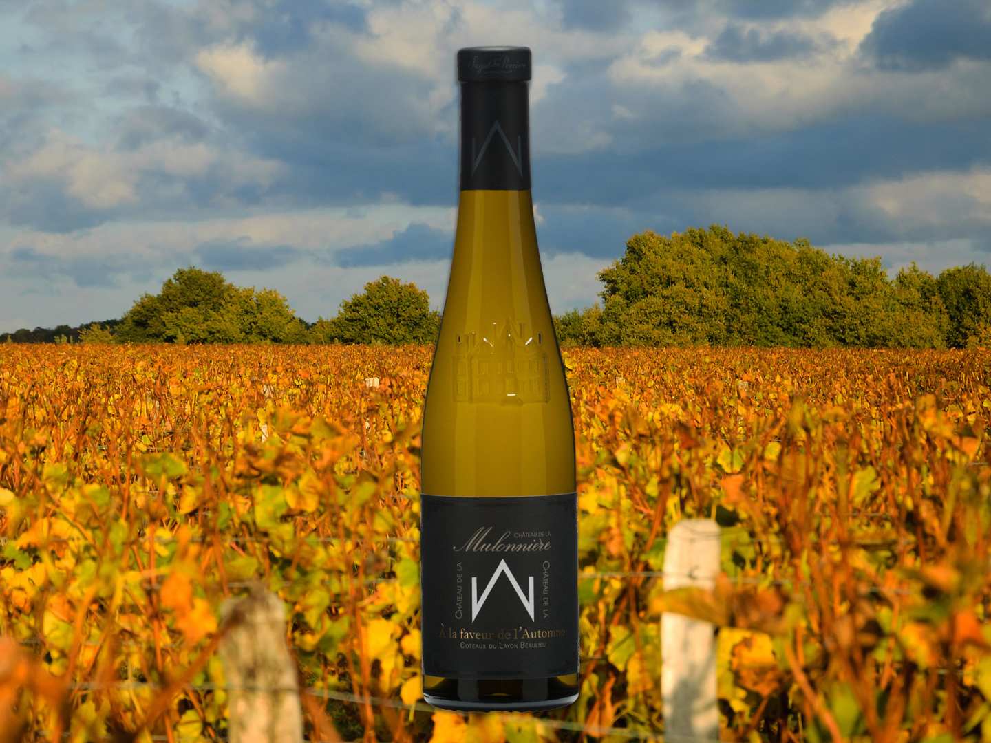 Flaska Faveur de l´Automne mot bakgrund av höstiga vinstockar i Loire.