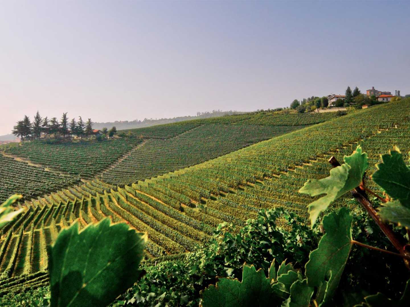 Barolo, där Damilano har sina vingårdar.