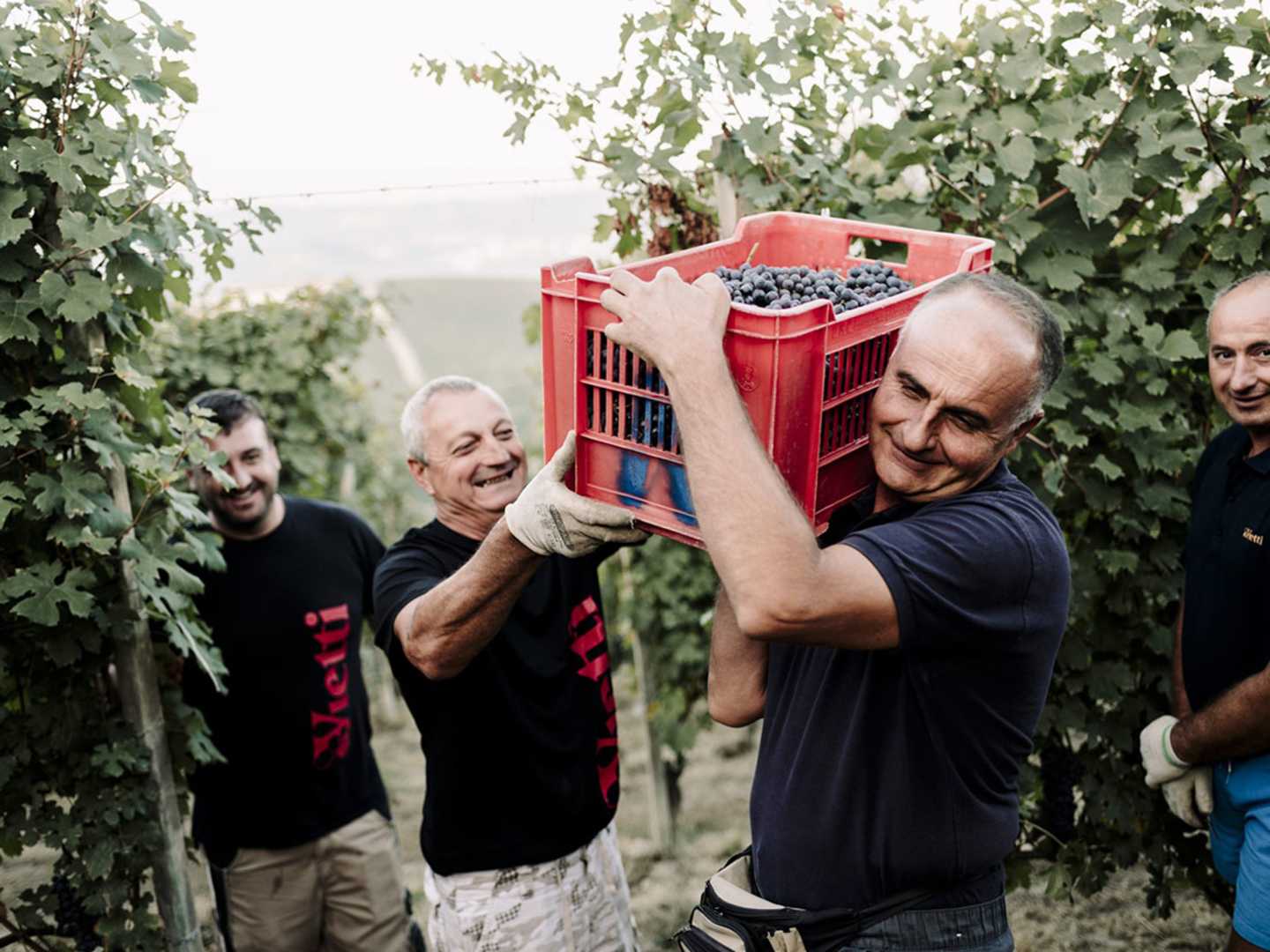 Vietti - skörd av druvan arneis