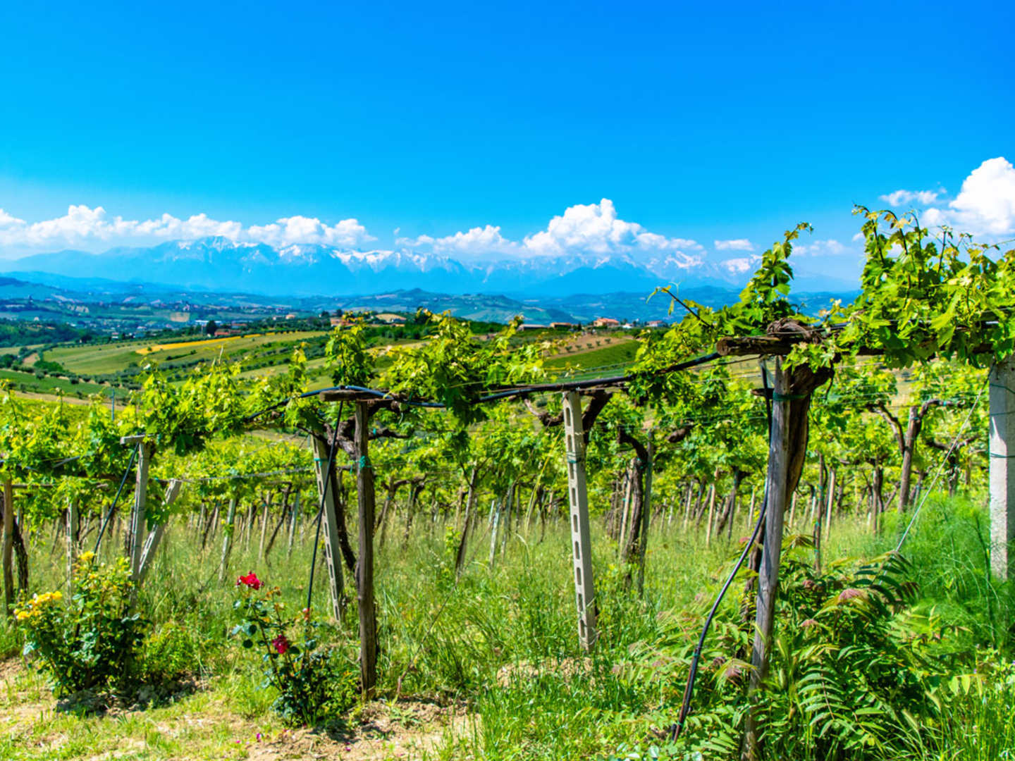 Pergola för vinodling i Abruzzo.