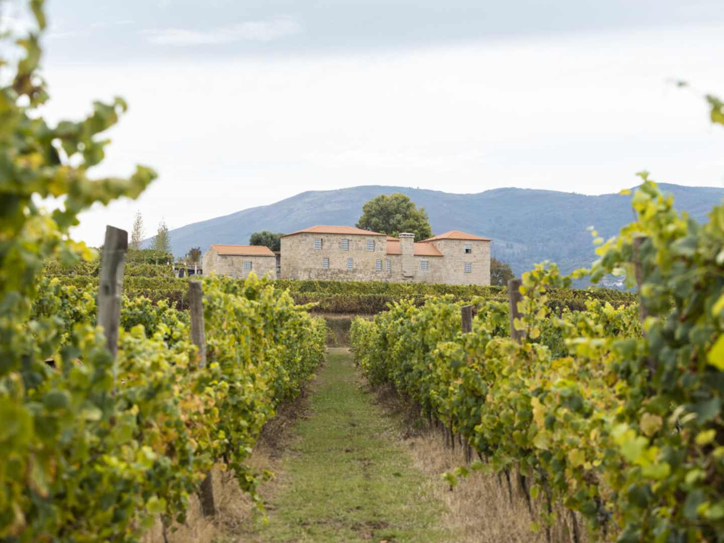 Anselmo Mendes vingård i Portugal