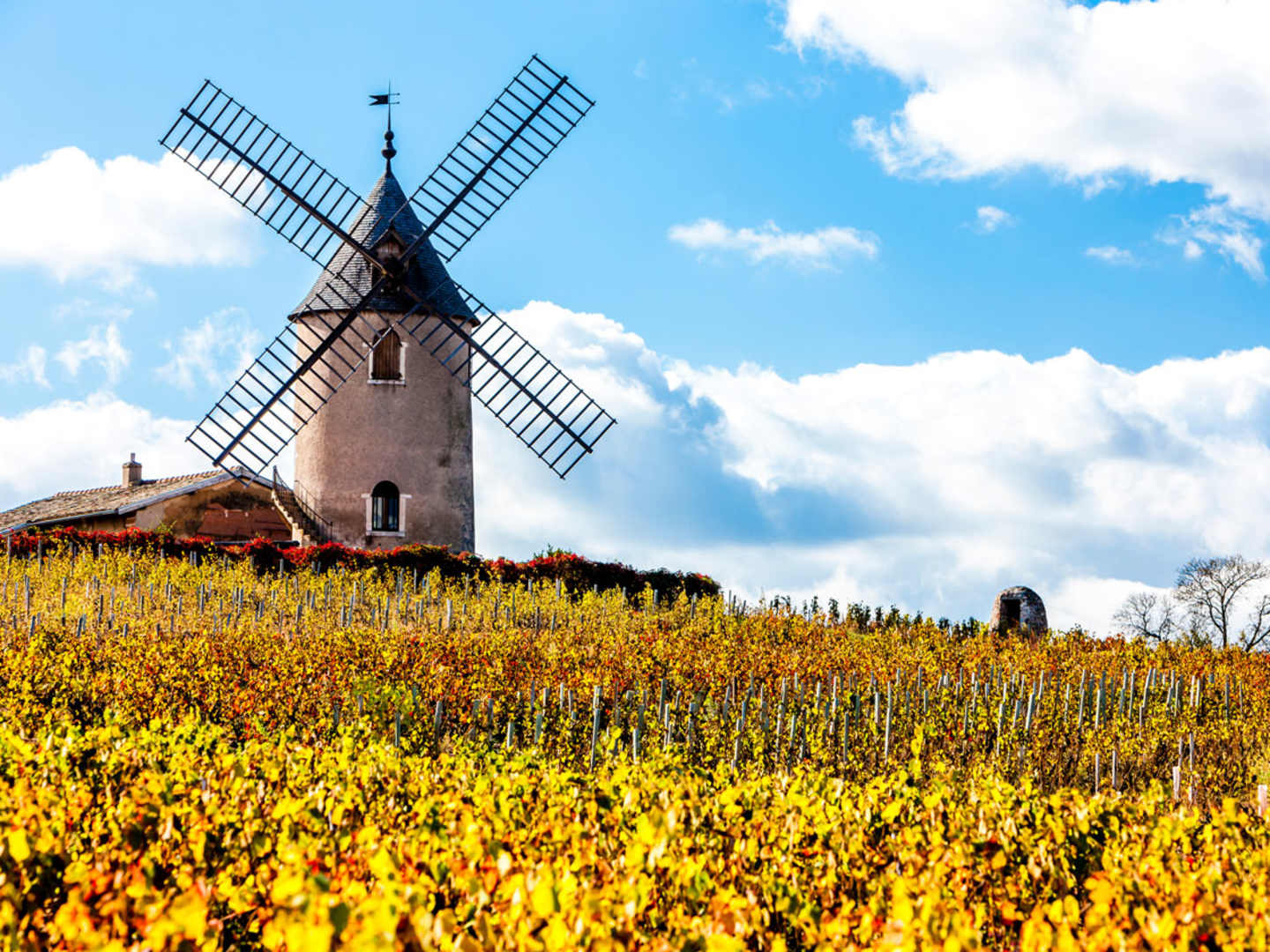 Regionen Beaujolais i Frankrike.