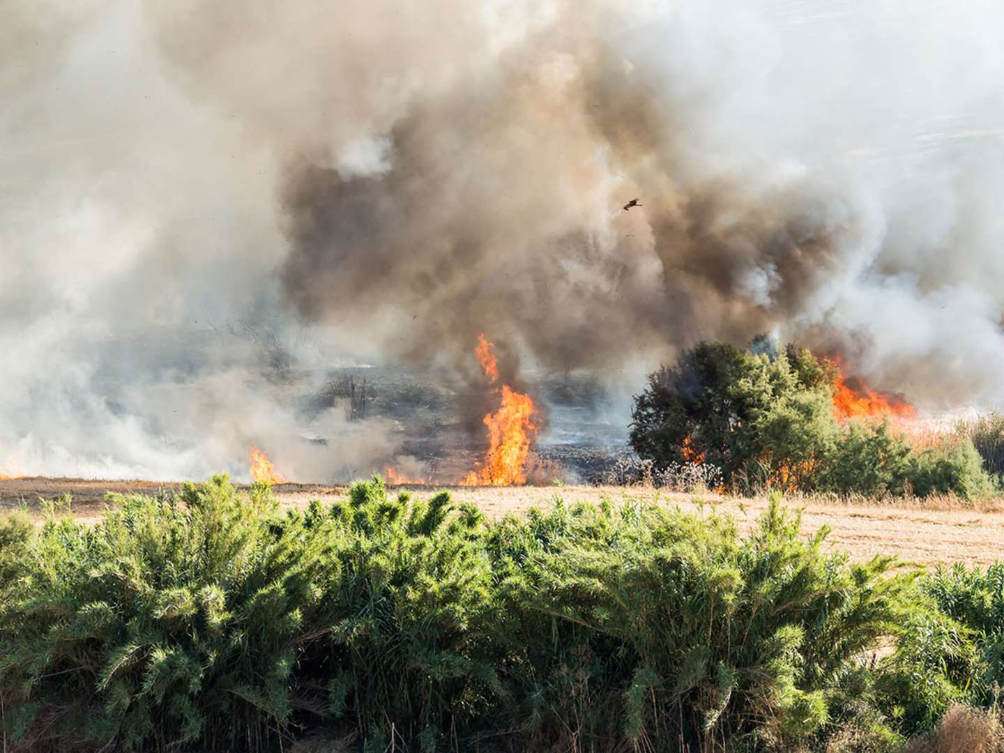 Bränder i naturen drabbar världens vinbönder