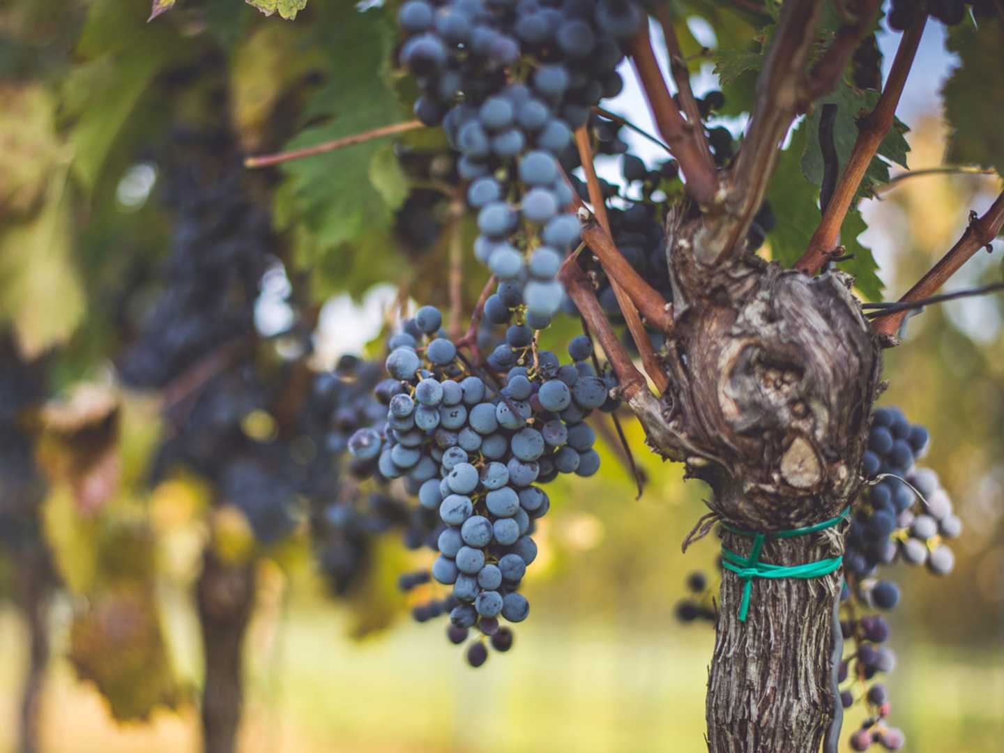 Druvklase med cabernet franc.