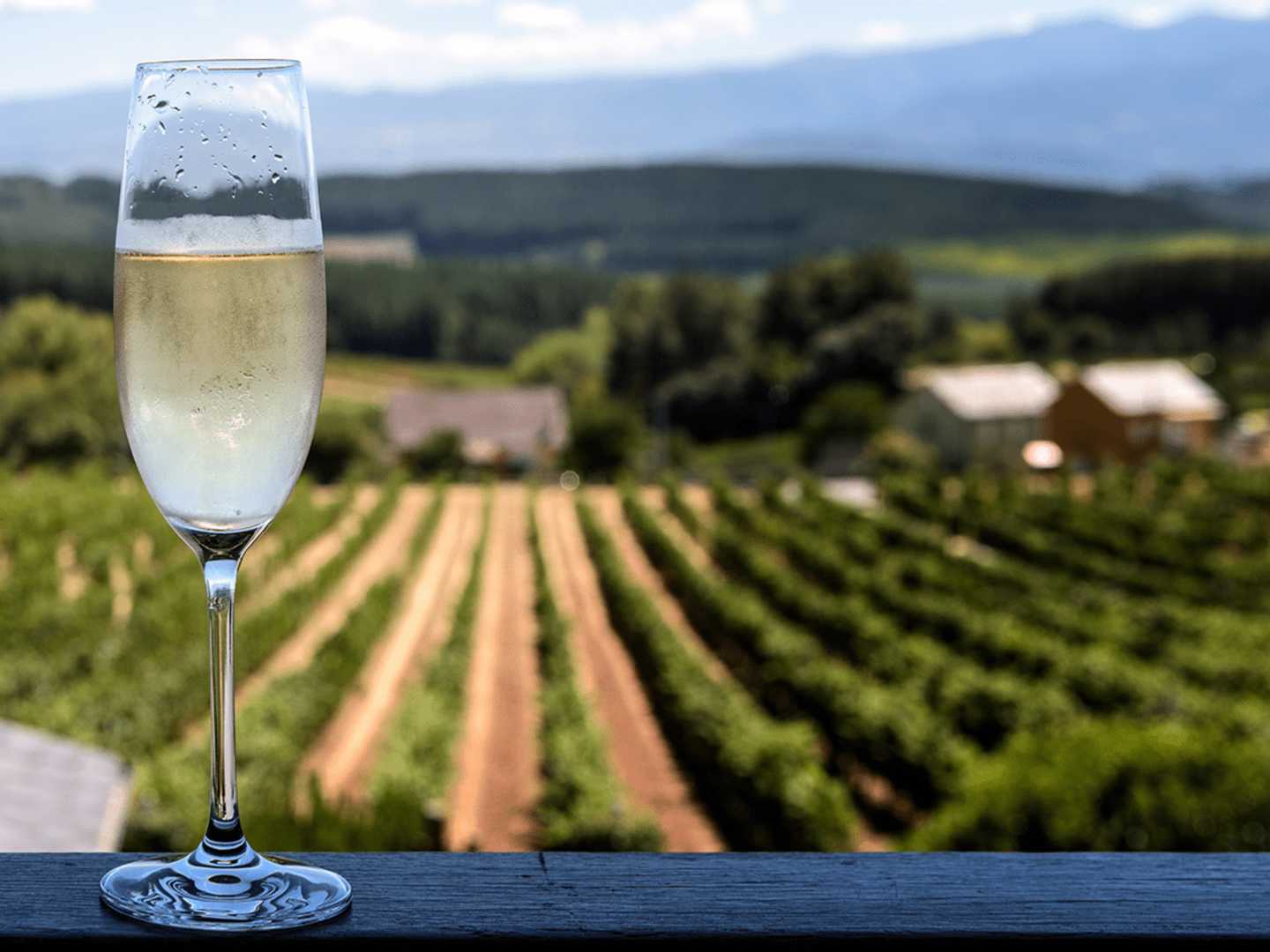 Ett glas cava med en vingård i bakgrunden