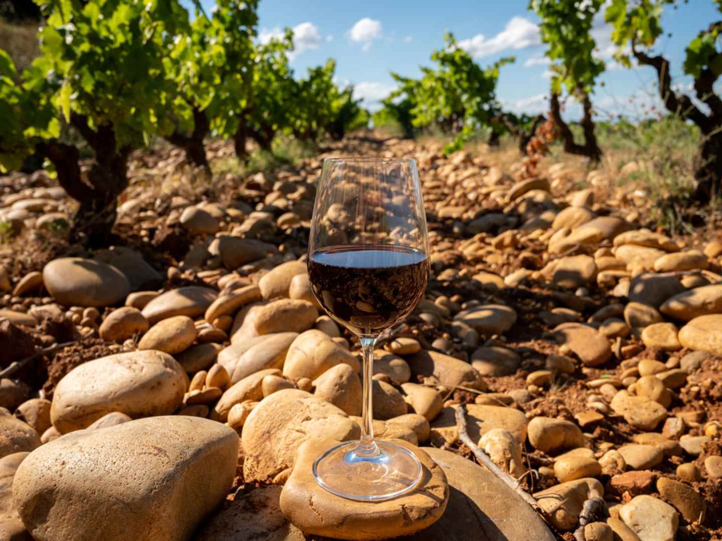 Vin i Châteauneuf-du-Pape.