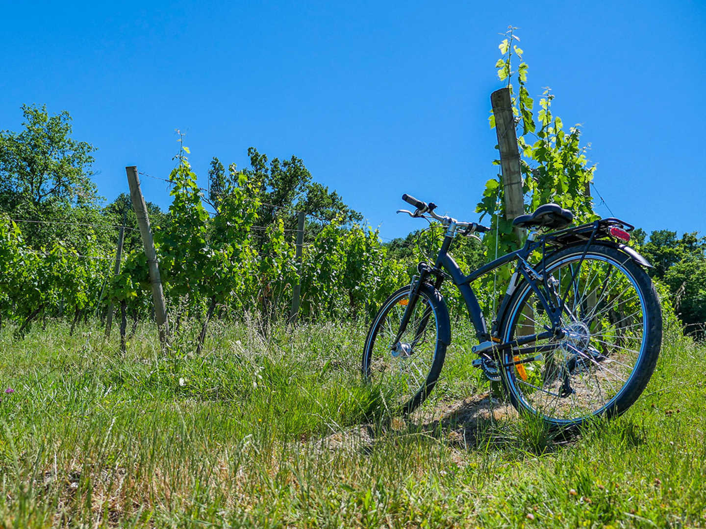 Cykel i vingård i Sydafrika