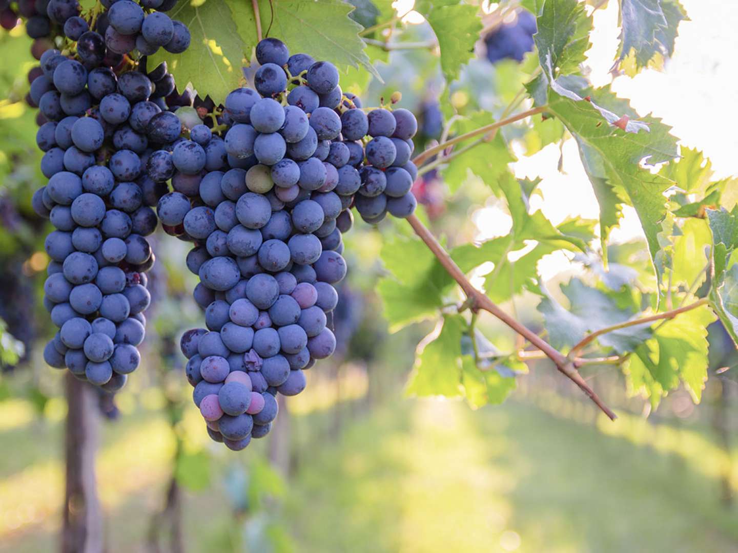 Cabernet Sauvignon - klasar av druvor på en vinranka.