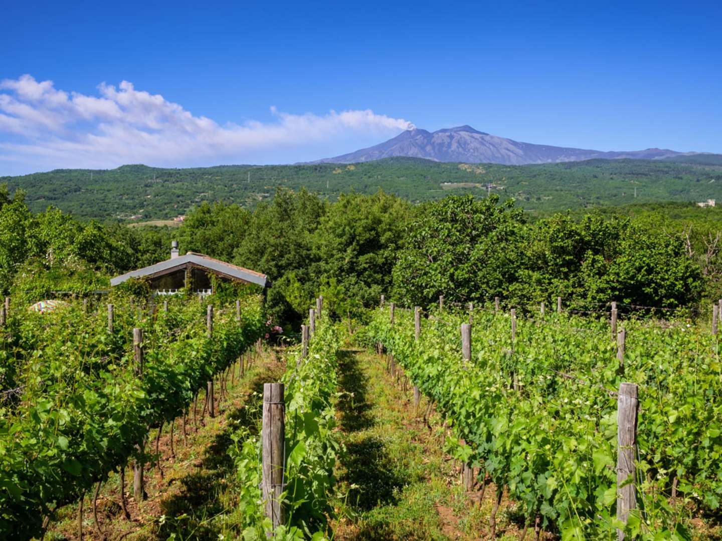 Vinodlingar på Etnas sluttningar.