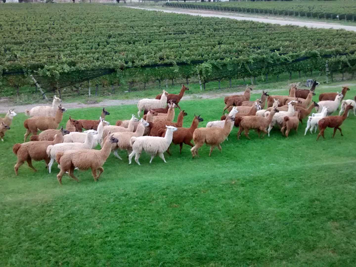 Alpackor vid Fincas Patagonica