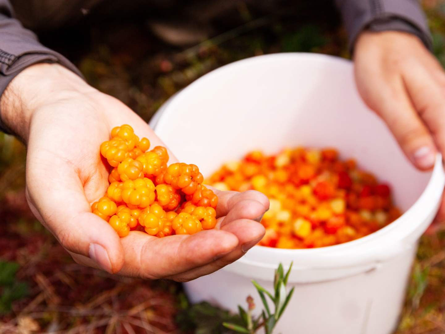 Plockar hjortron i skogen.