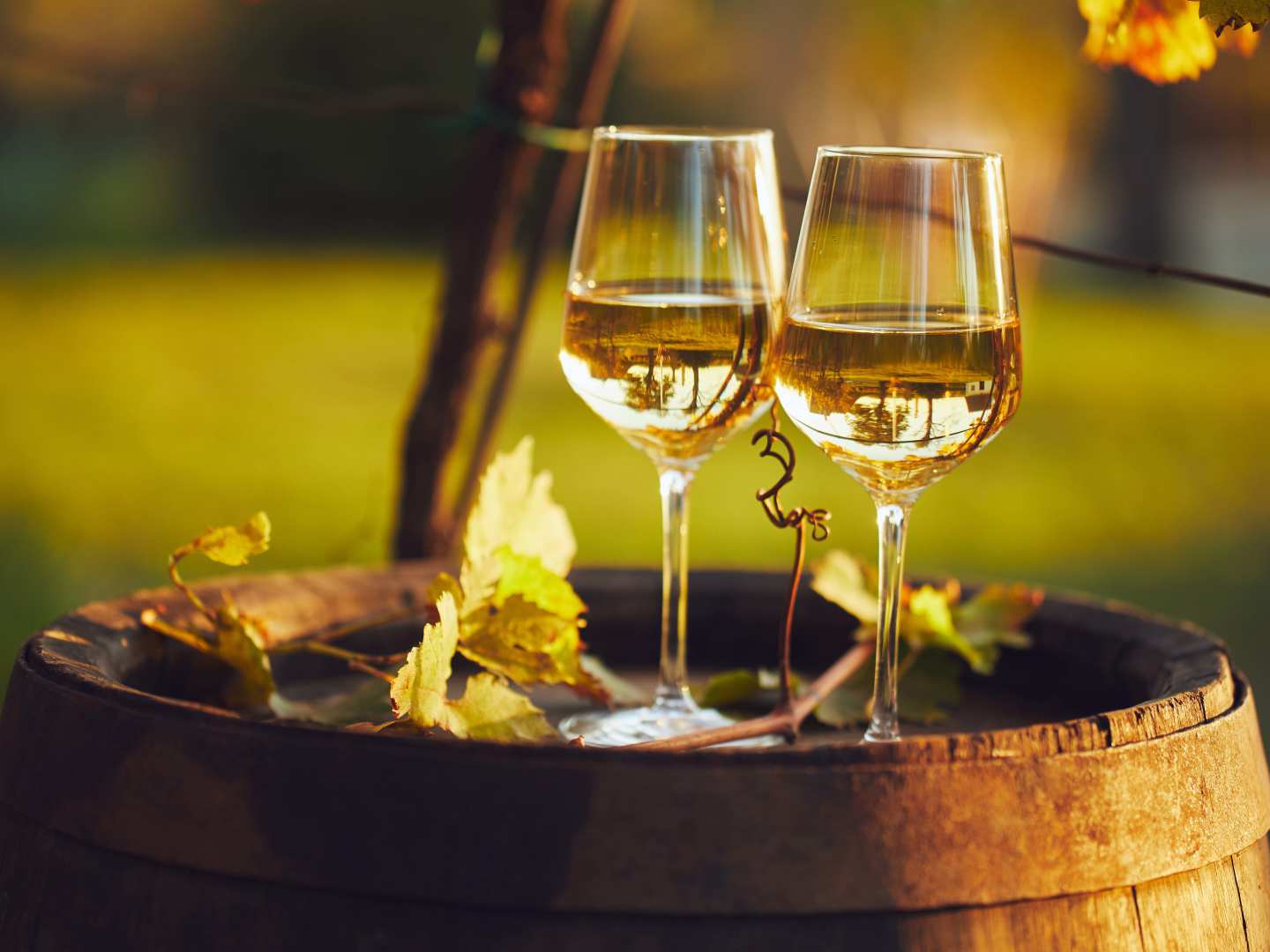 Höstens bästa vita vin på en vintunna en höstdag.