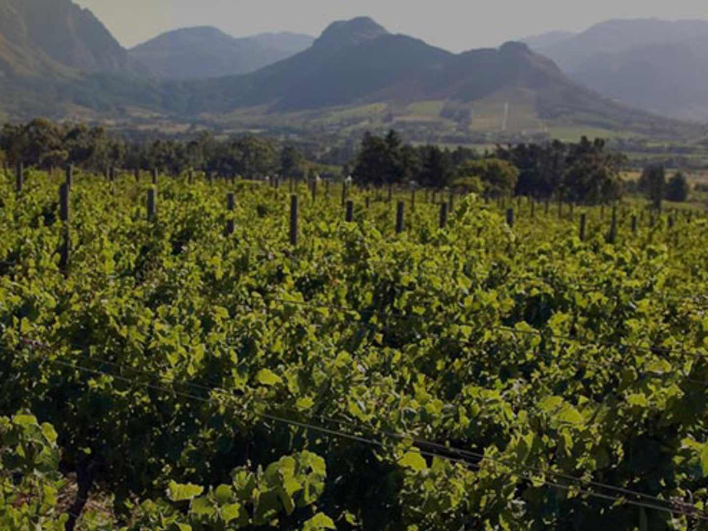 Vinodlingar i Sydafrika.