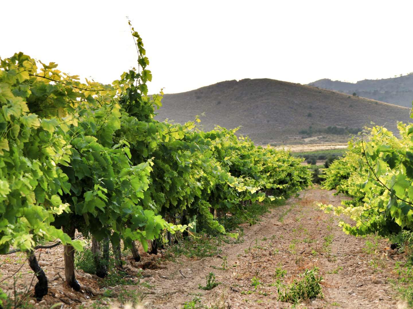 Jumilla, vinregion i Spanien.