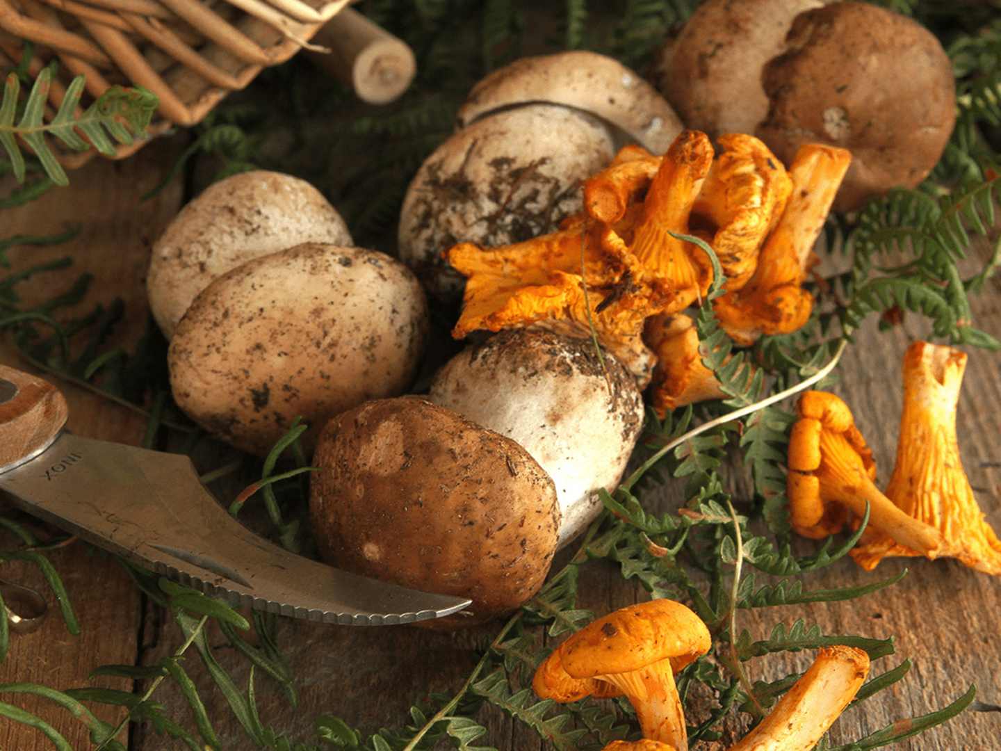 Karljohansvampar och kantareller