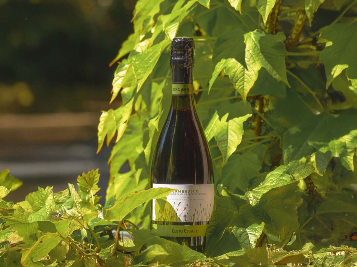 Lambrusco från Cleto Chiarli.