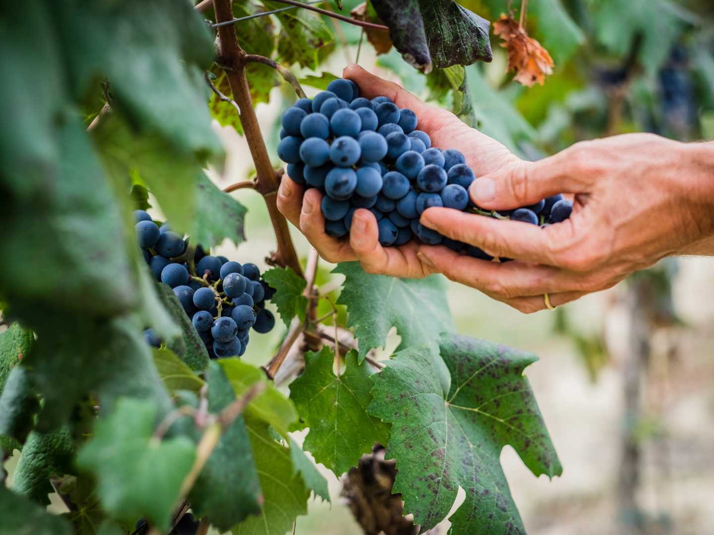 Lär dig mer om druvor