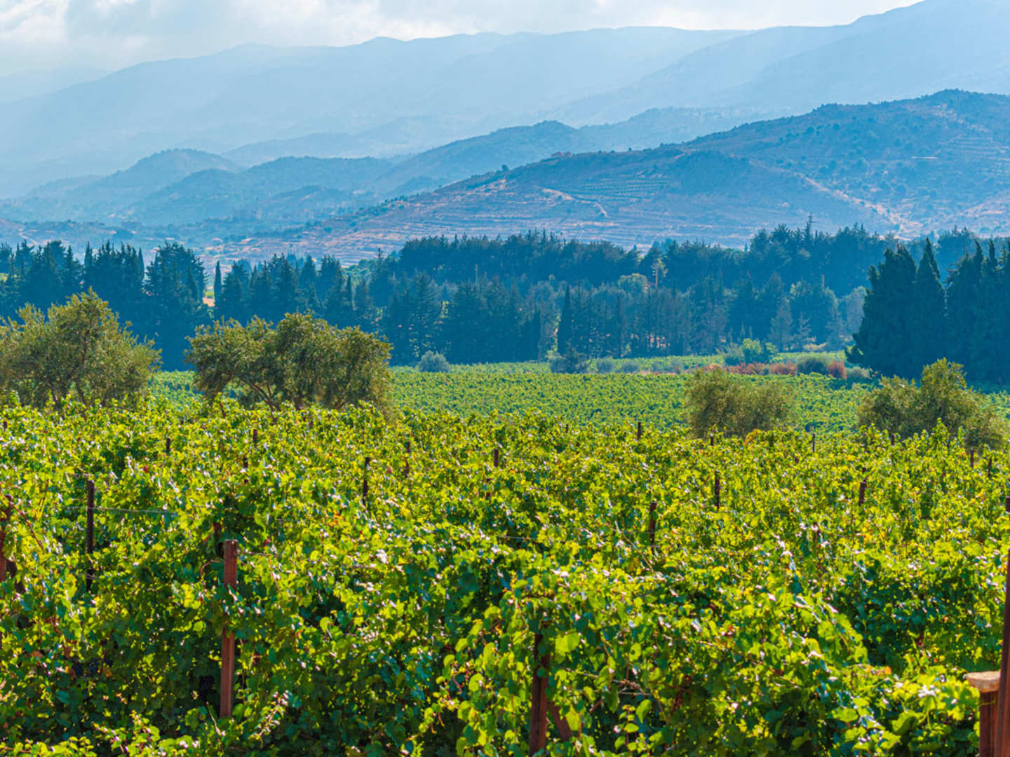 Bekaadalen i Libanon där man odlar vin.