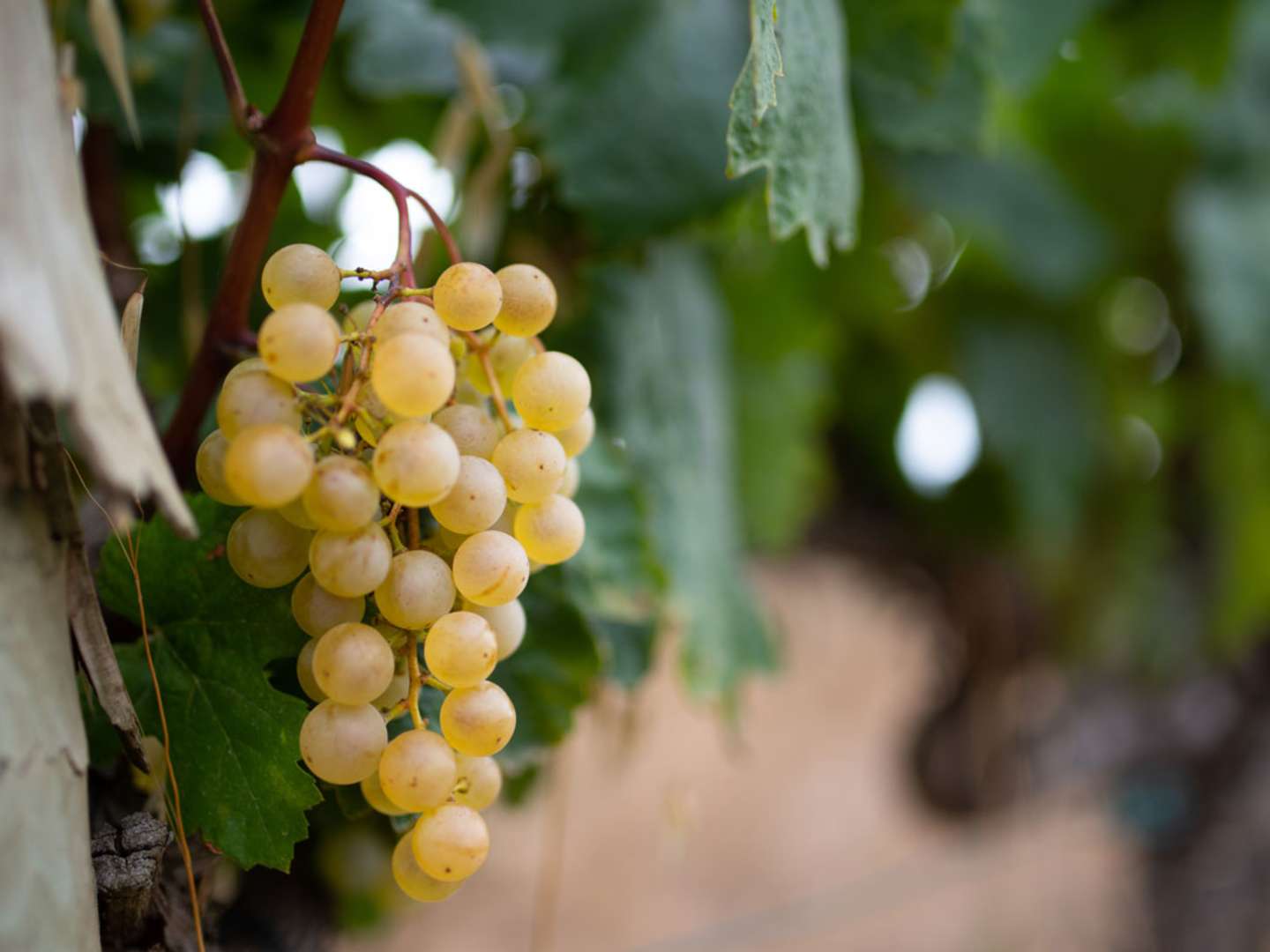 Macabeo, druvor på vinranka.