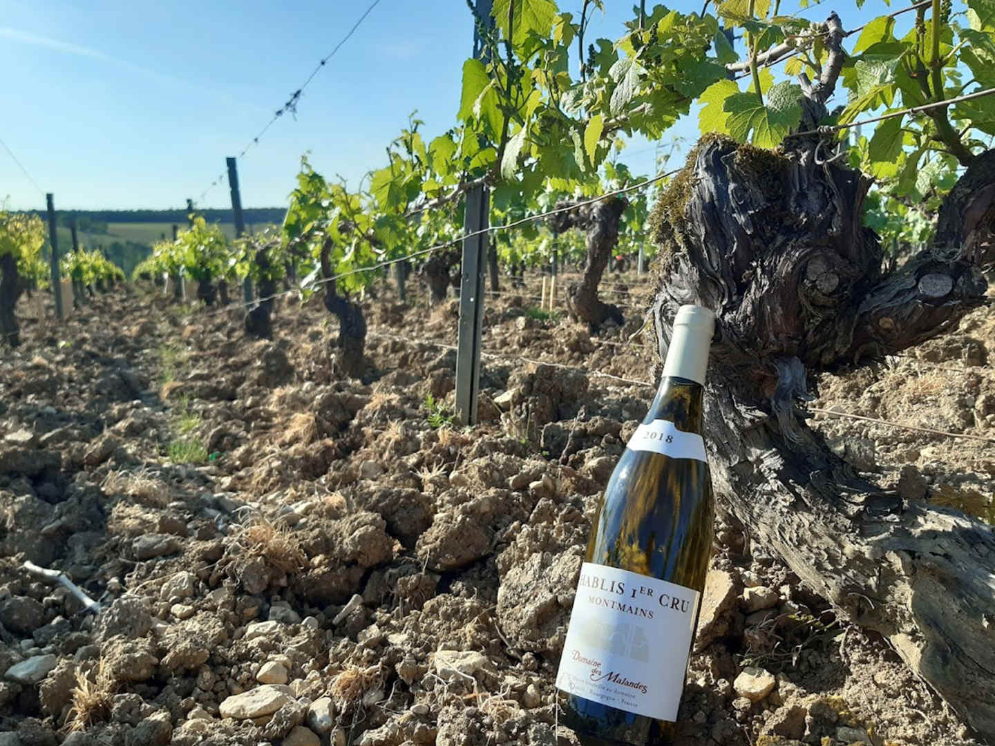 Chablis från Domaines del Malandes på vinåker.