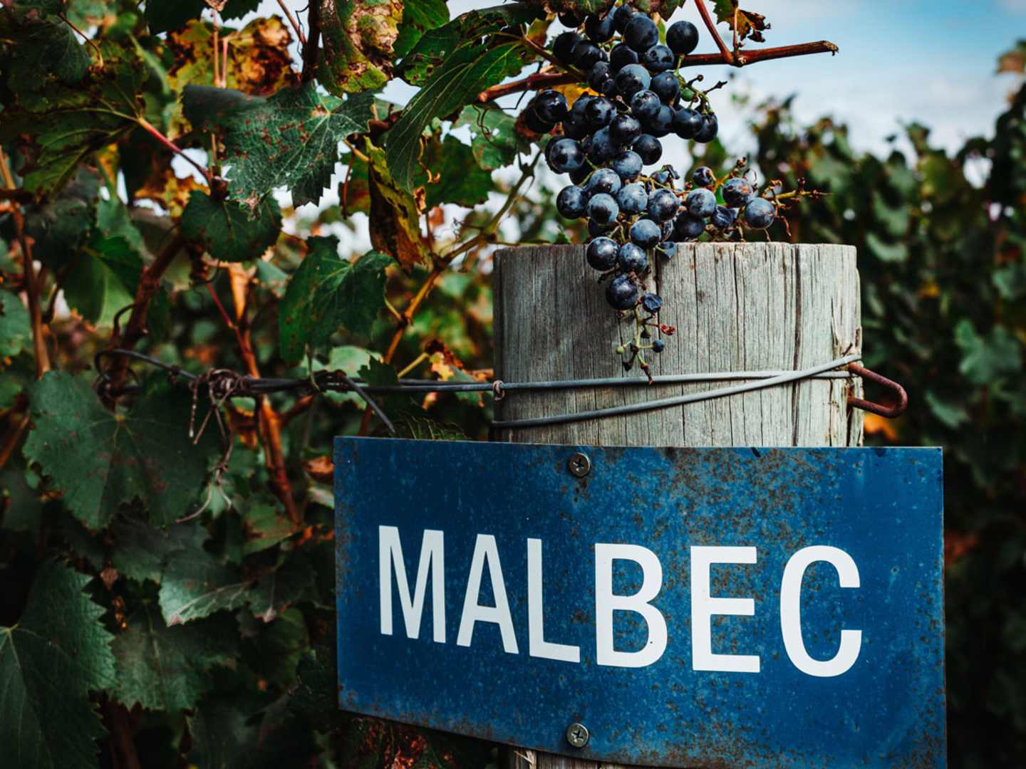 Malbec i Argentina.