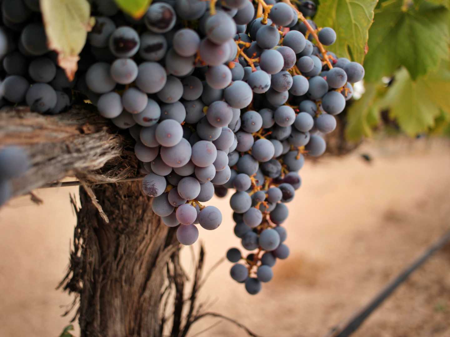 Druvan monastrell eller mourvèdre.