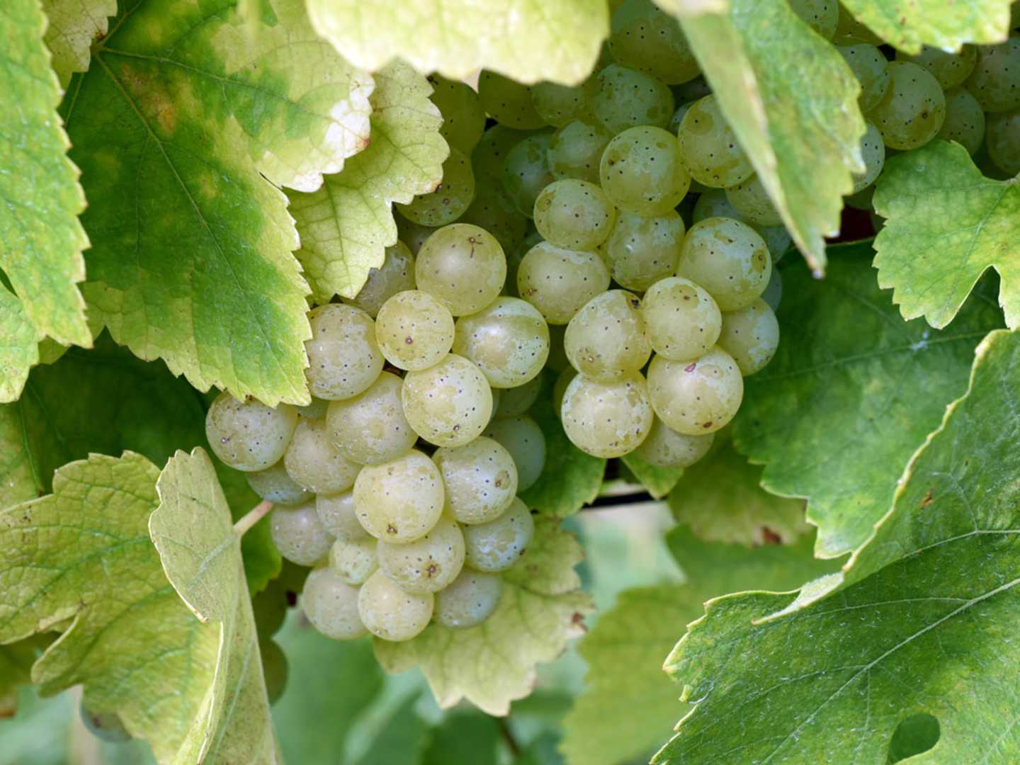 Druvklase av druvan Müller-Thurgau.