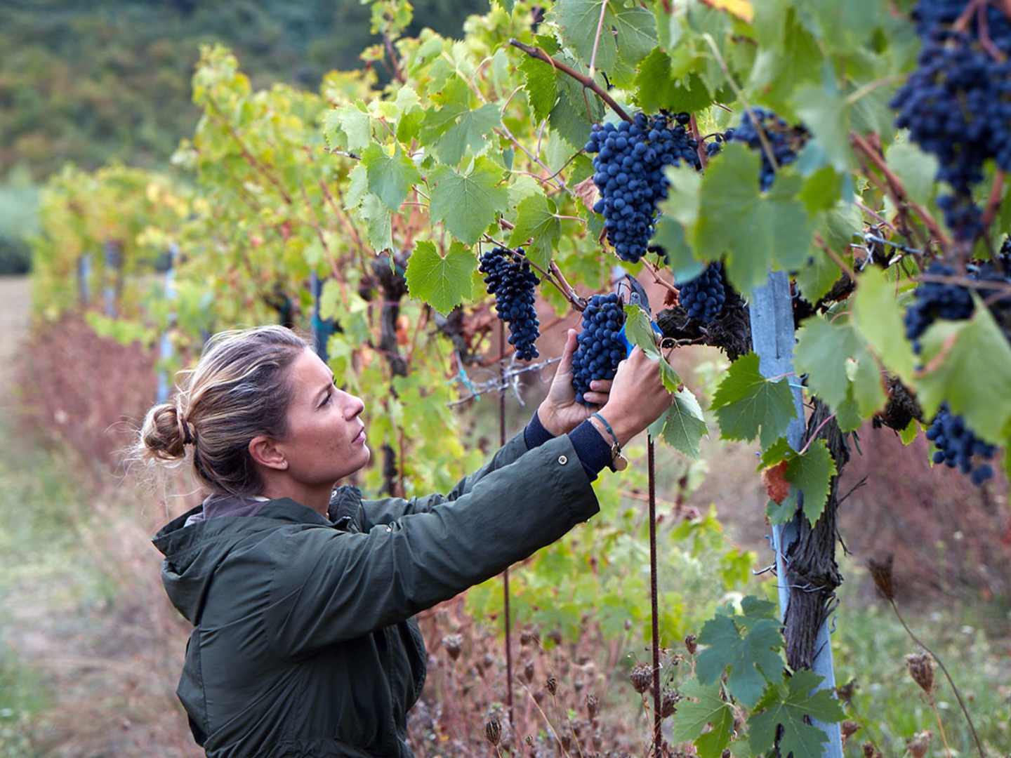 Natalie Montamari Hedengren i vingården