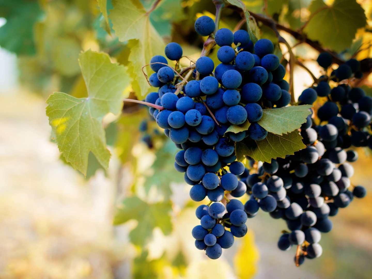 Nebbiolo i Piemonte.