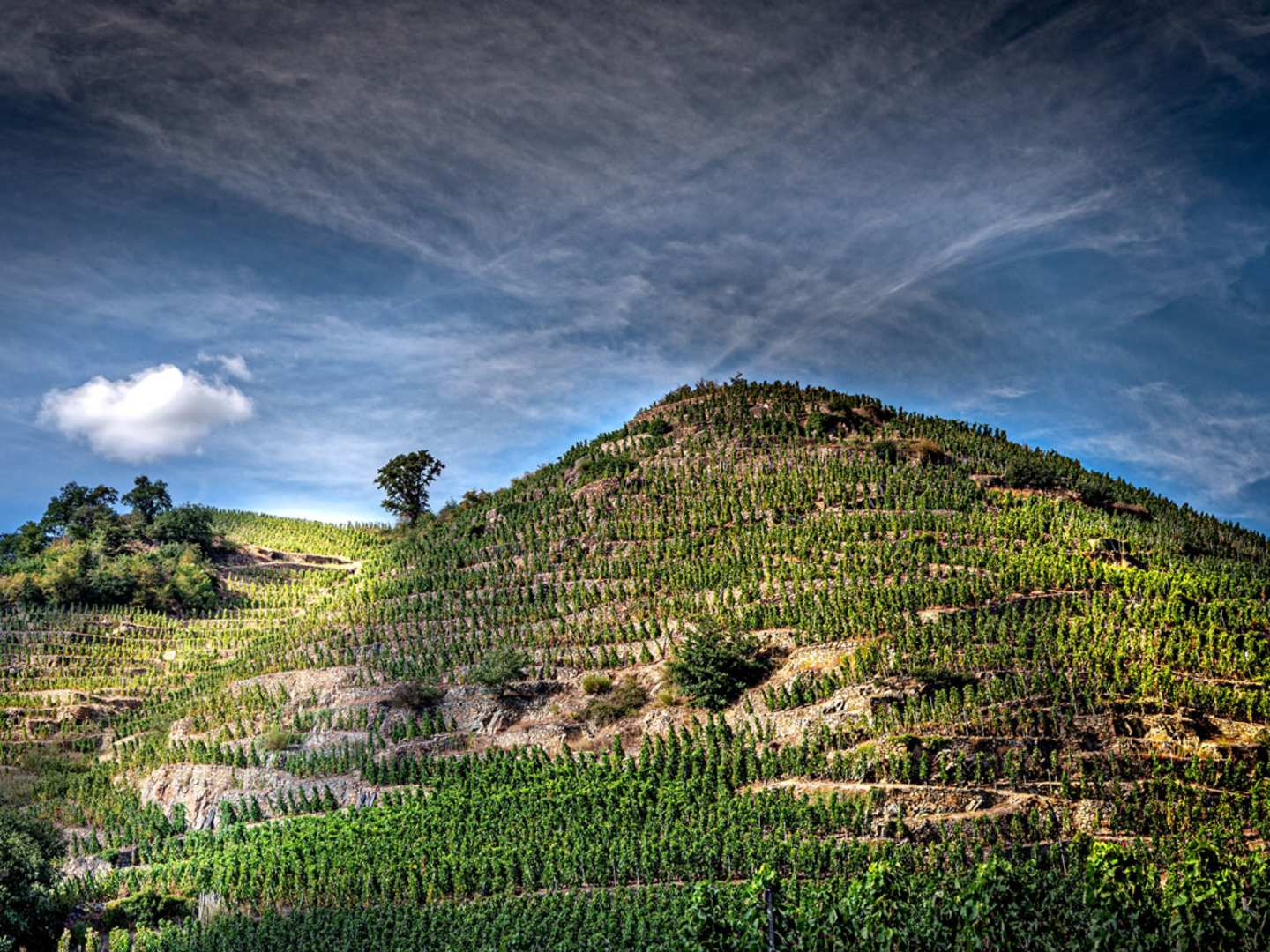 Vinodling i backarna i norra Rhônedalen.