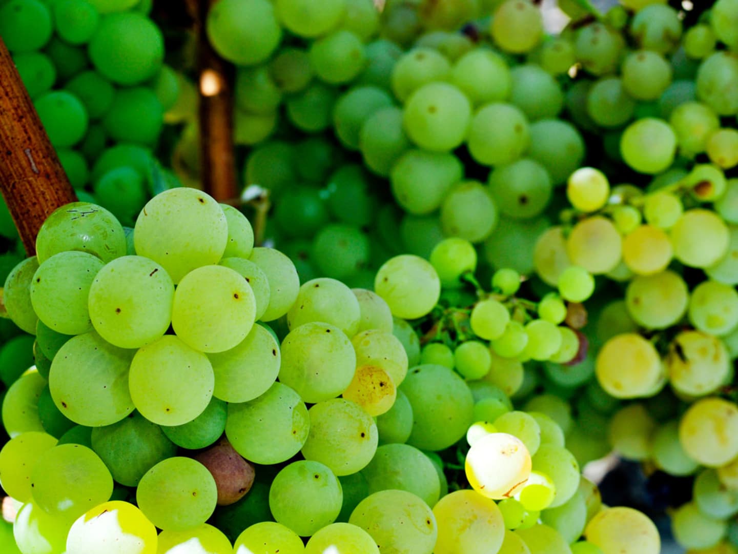 Parellada - gröna druvor som används i Cava.