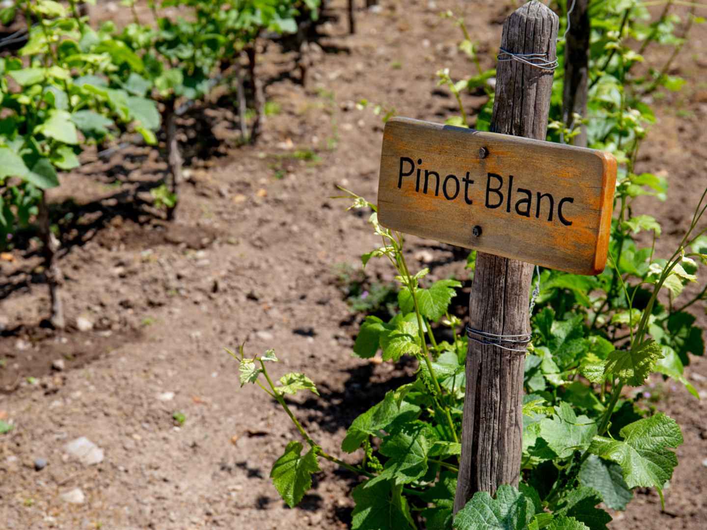 Pinot blanc, vinodling.