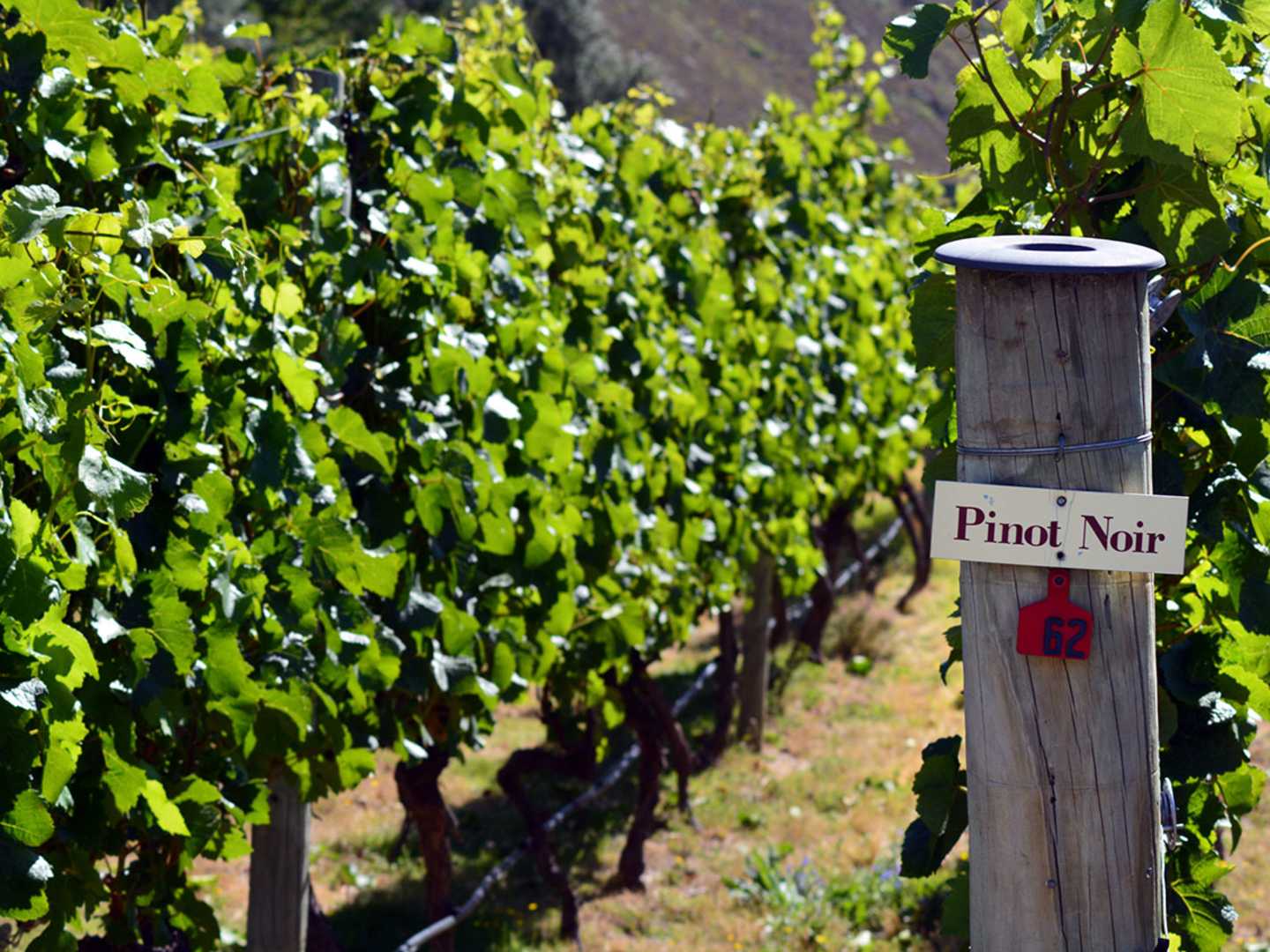Pinot Noir - skylt på en vingård i Bourgogne, Frankrike.
