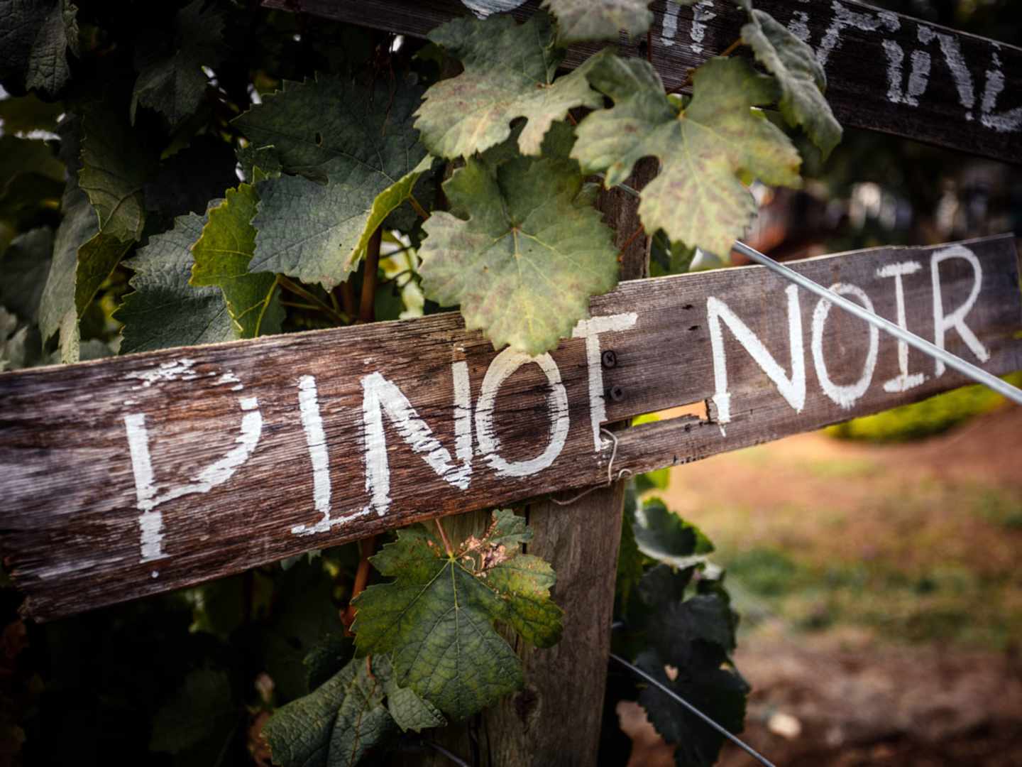 Vinmiddag med pinot noir.