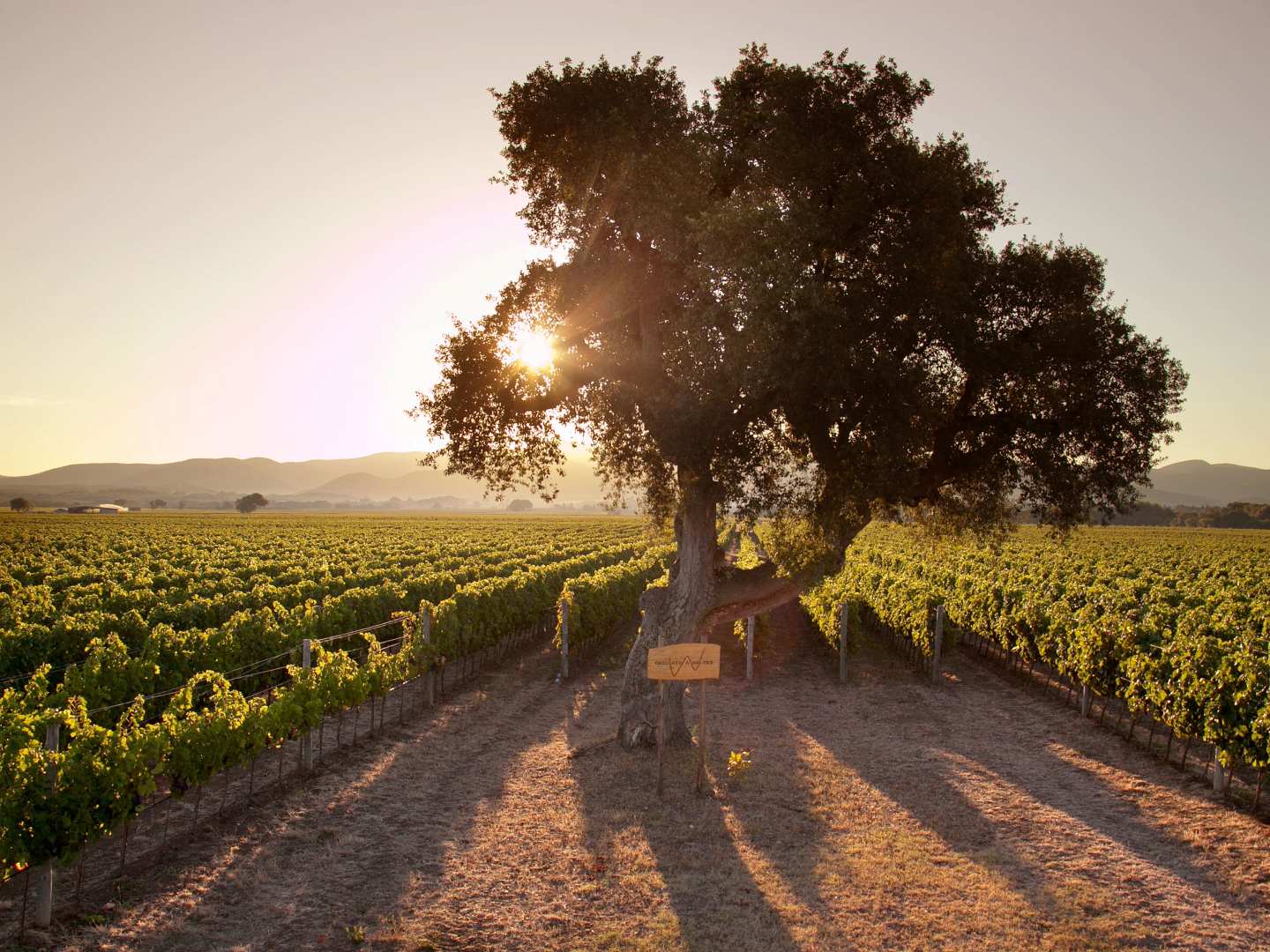 Poggio al Tesoro  i hjärtat av Bolgheri