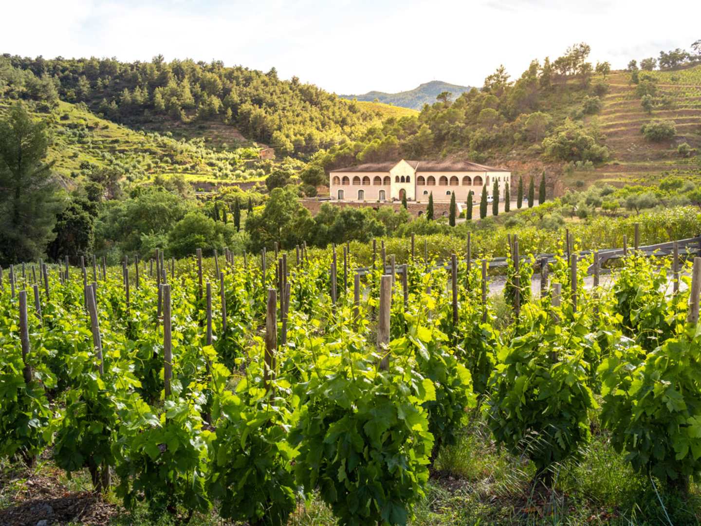 Vinodling i Priorat, Spanien.