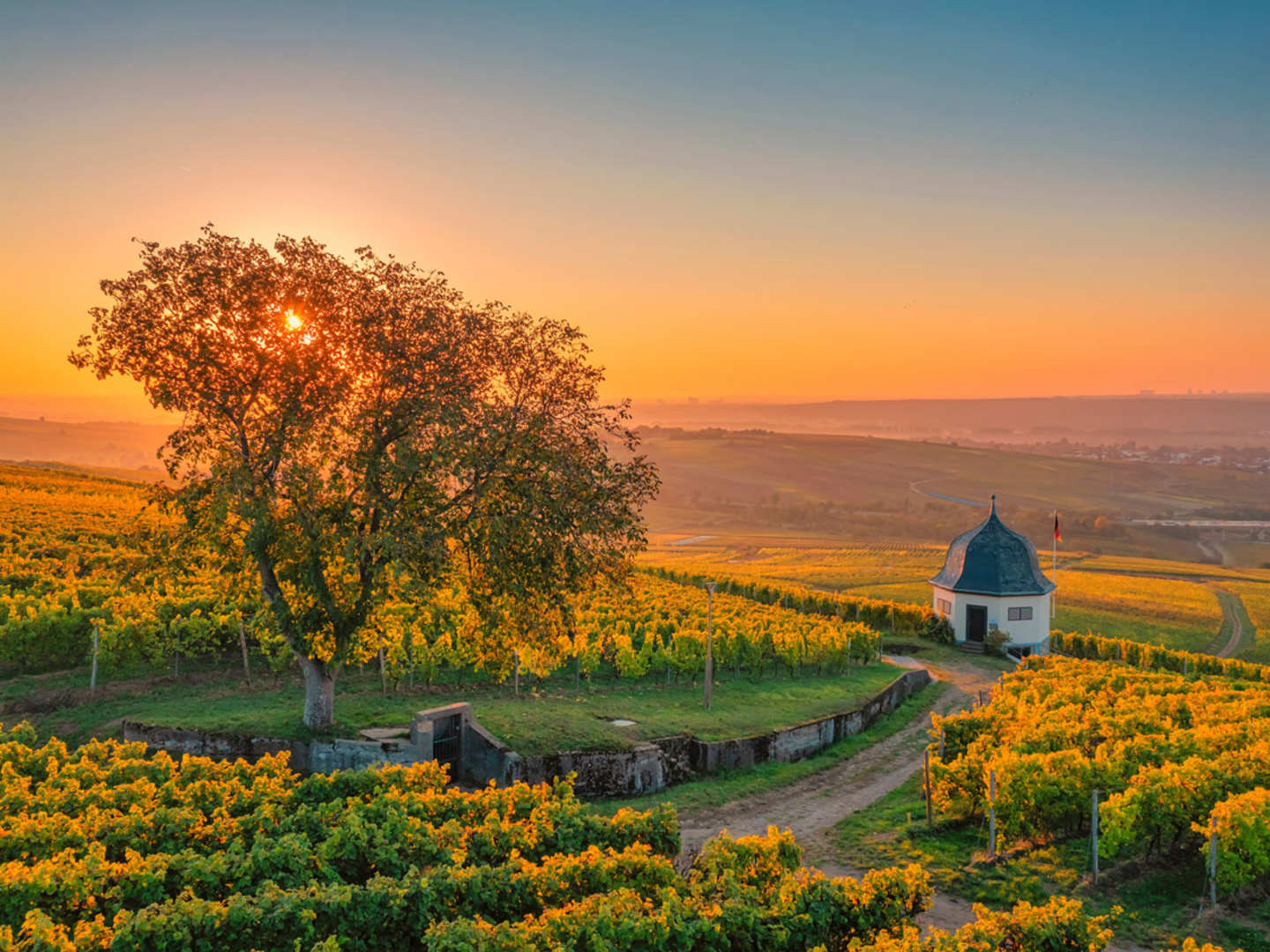 Vinregionen Rheingau.
