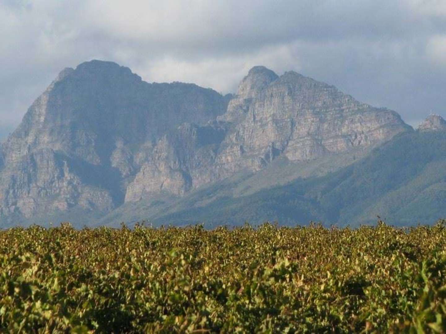 SAAM Mountain Vineyards