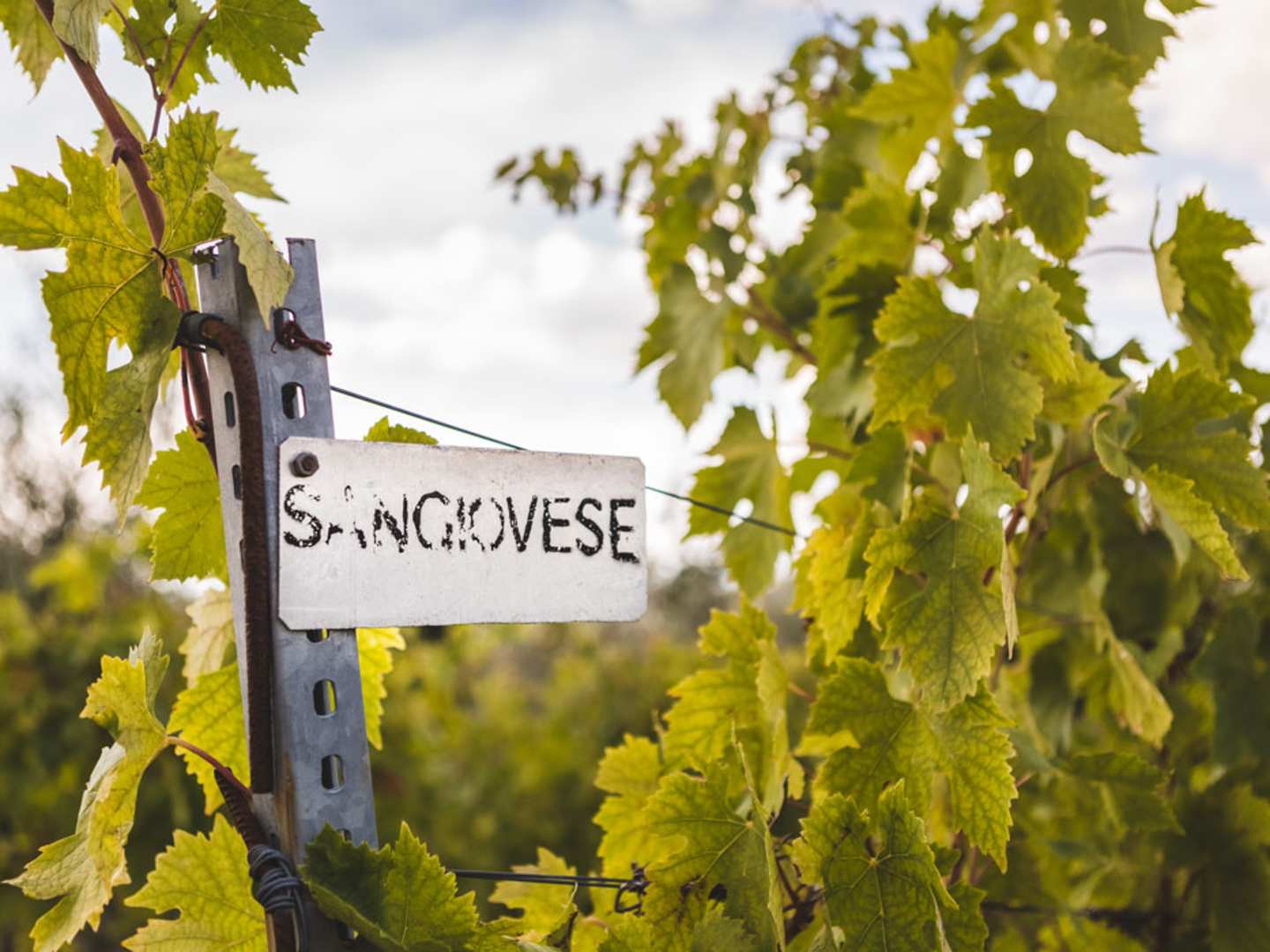 Sangiovese-skylt på vinodling.