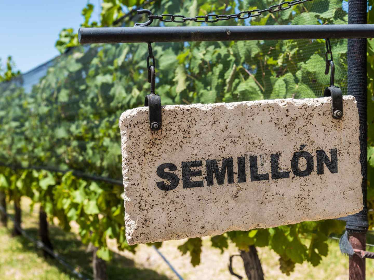 Vingård med Semillon-druvor.