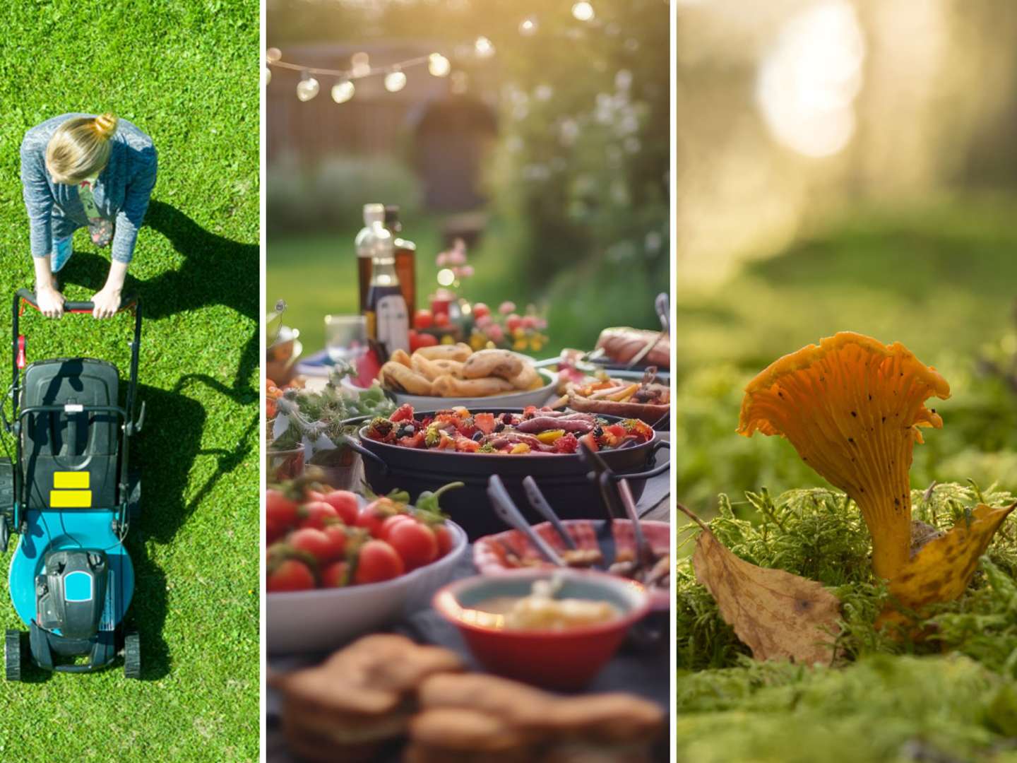 Sommarens höjdpunkter: gräsklippning, buffé och kantareller.