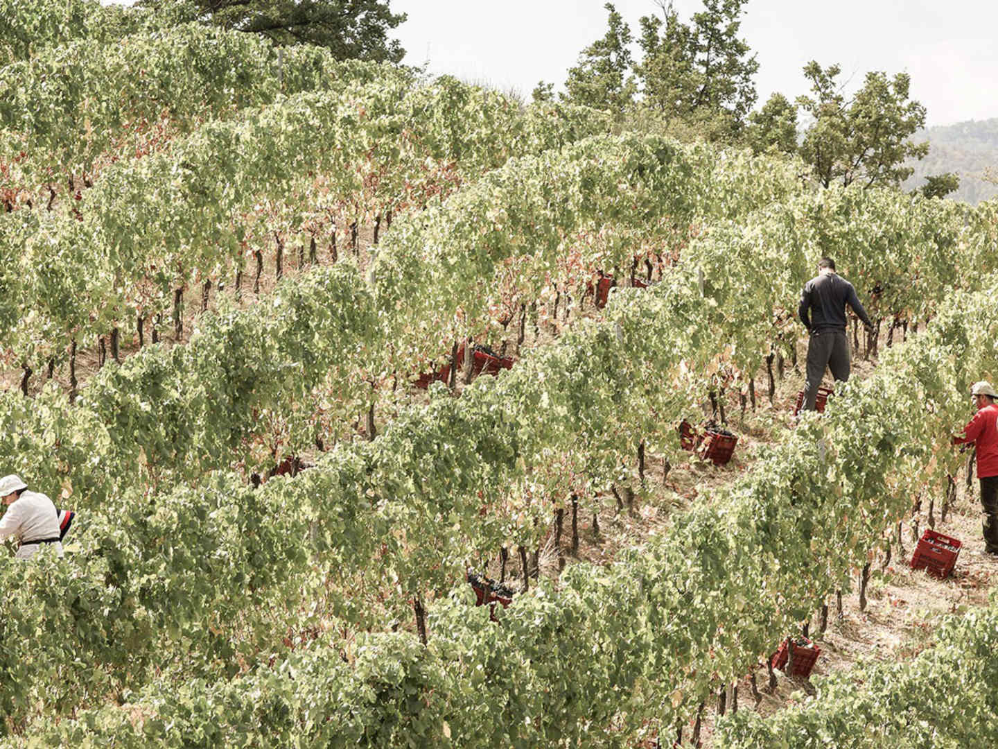 Tacchinos vingård i Piemonte.