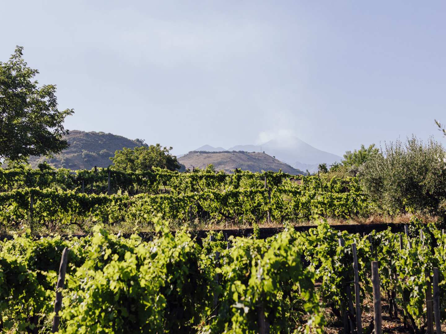 Terra Costantinos vingårdar vid Etna