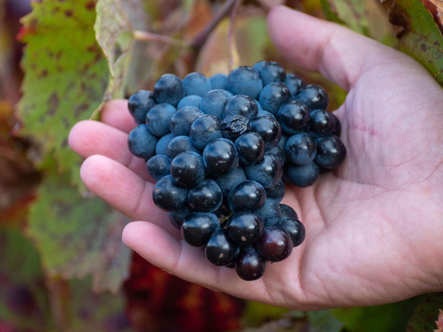 Tinta barroca, druvor i en hand.