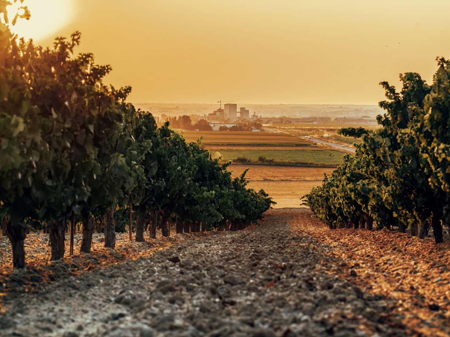 Toro, vinregion i Spanien.