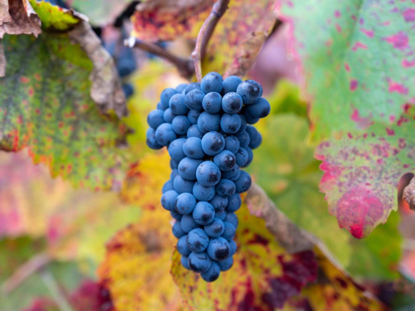 Touriga nacional på en vinranka.